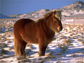 poney en hiver