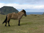 cheval