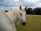 tête cheval blanc