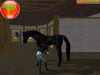 On brosse le cheval