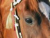 Voici l'oeil devenu très doux de mon jeune cheval, A Real Desire Altier. - Photo : Camille
