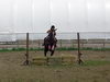 Jument nomme Paige,  l'obstacle pour les premires fois! - Photo : Maude Coulombe-Potvin