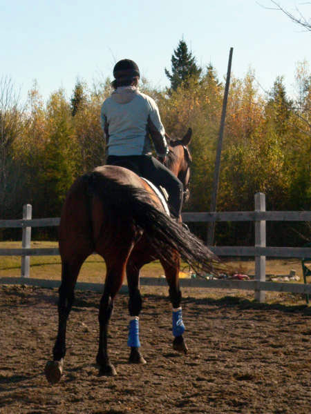 Je suis en train de convertir Ali Jab en cheval de selle. - Photo fournie par l'auteure