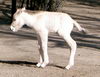 Le cheval de Przewalski