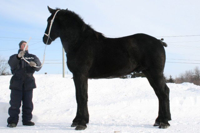Toby, étalon âgé de 2 ans, un des percherons qui a péri dans l'incendie. - Photo fournie par <a href="fiche.php?id=6349">vic-vic</a>
