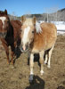 Loreta, curieuse, qui vient me voir, moi ou mon appareil photo. - Photo fournie par l'auteure