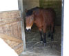 Ma ponette - Photo par l'auteure