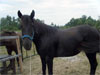 Zimba - Photo fournie par l'auteure