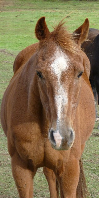 King - Photo fournie par l'auteure