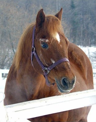 Misstinguette - Photo fournie par l'auteure