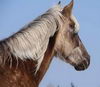Le cheval Rocky Mountain