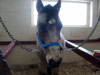 Un poney pas comme les autres