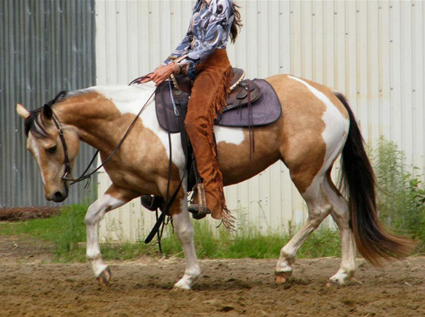 Ma jument Drag à l'entranement. - Photo : Carole Durand