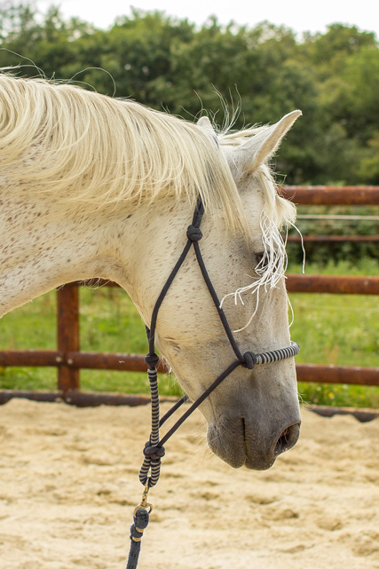 Bien utilisé, le licol de corde est un précieux outil de finesse. Ci-dessus Gastoreño, hongre PRE de 7 ans. - Photo par l'auteure