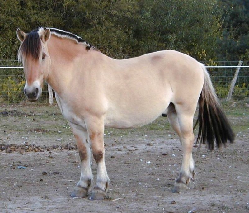 Le poney fjord