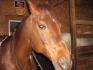 Starouche