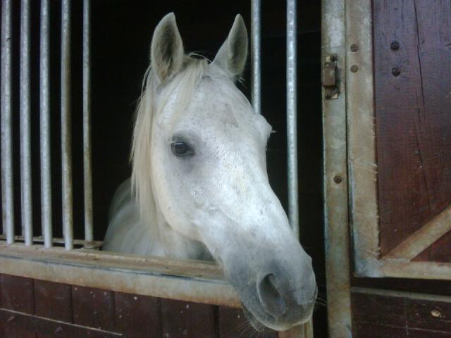 Mon Calou !