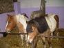 la ponette avec laquelle j'ai apris l'équitation et retraité à...