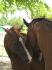 Pic Pocket & Havana.