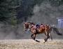 cheval qui se fait longer :)