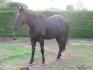 Mon cheval au champ