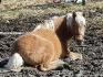 La ponette qui m'a toute apprise 