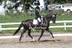Un mausus de beau cheval au concours de dressage...