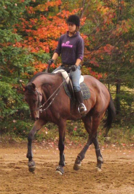 Trot. Ma nouvelle bestiole qui commence tranquillement a comprendre le...