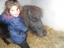Ma fille de 5ans et son shetland Minus de 3ans, ces le grand...