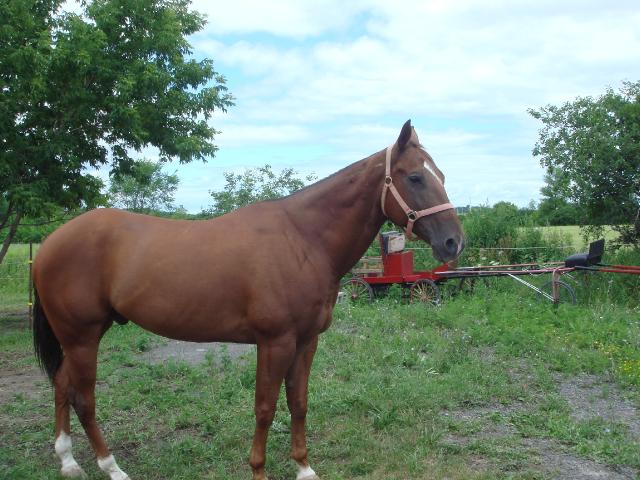 Caprice le cheval que j'ai en demi-pension
