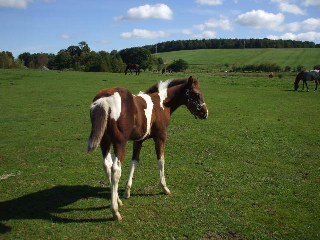 Poulain. La petite soeure a mon poulain elle est trop mignone!