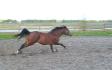 Mon Arabe, Skip