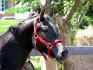 Mon beau poulain Quarter Horse!