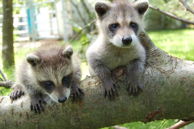 Mes deux bébés ratons-laveurs... Malheureusement, je ne les ai...