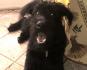 Mon Chien Inuk
