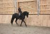Florencio Son, étalon oldenburg importé d'Allemagne, 6 ans