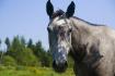 Voici Prada dans le champs au mois d'août