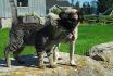 Chien et Chat 