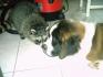 charlotte la chienne a ma belle soeur avec bandit le bebe raton...