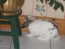 mon lapin!!