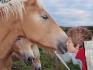 Amoureux des chevaux