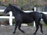 Petit trot en liberté!