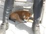 Mia, notre nouveau chien d'écurie... Repose toi bien Maya :'/