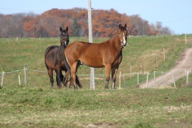 Henri et Sheitan!
