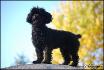 Mon chien Yougi 