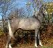 Voici mon nouveau cheval ! Arabe pur-sang de 2...
