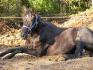 couronne notre ancienne pensionnaire