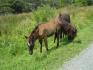 Chevaux sauvage,état de la Virginie.