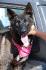 June une chienne abandonnée que j'ai adoptée