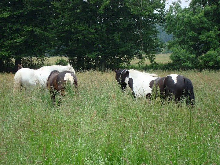 L'herbe jusqu'au ventre ! Le paradis !